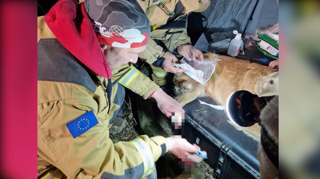 搜救犬腳掌滲血! 網曝「不能穿鞋3原因」:恐發生意外