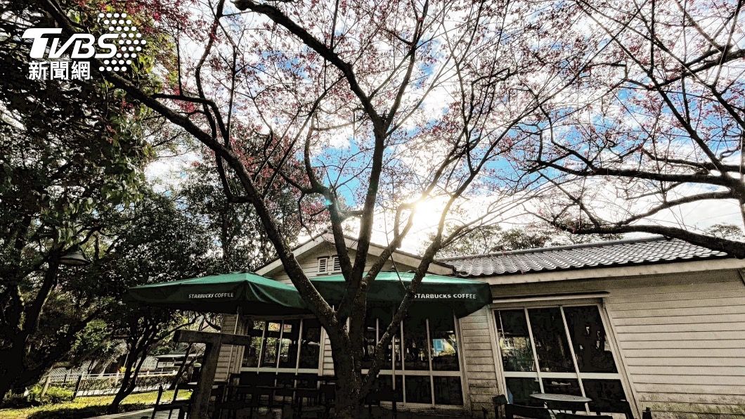 把握陽光!雙北最美「櫻花星巴克」在這 賞櫻配買一送一