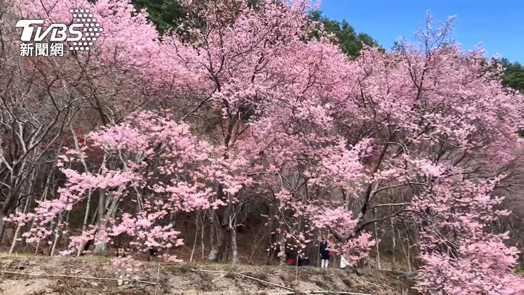 夢幻粉紅花海!武陵農場櫻花季只到228 APP預約不怕沒票