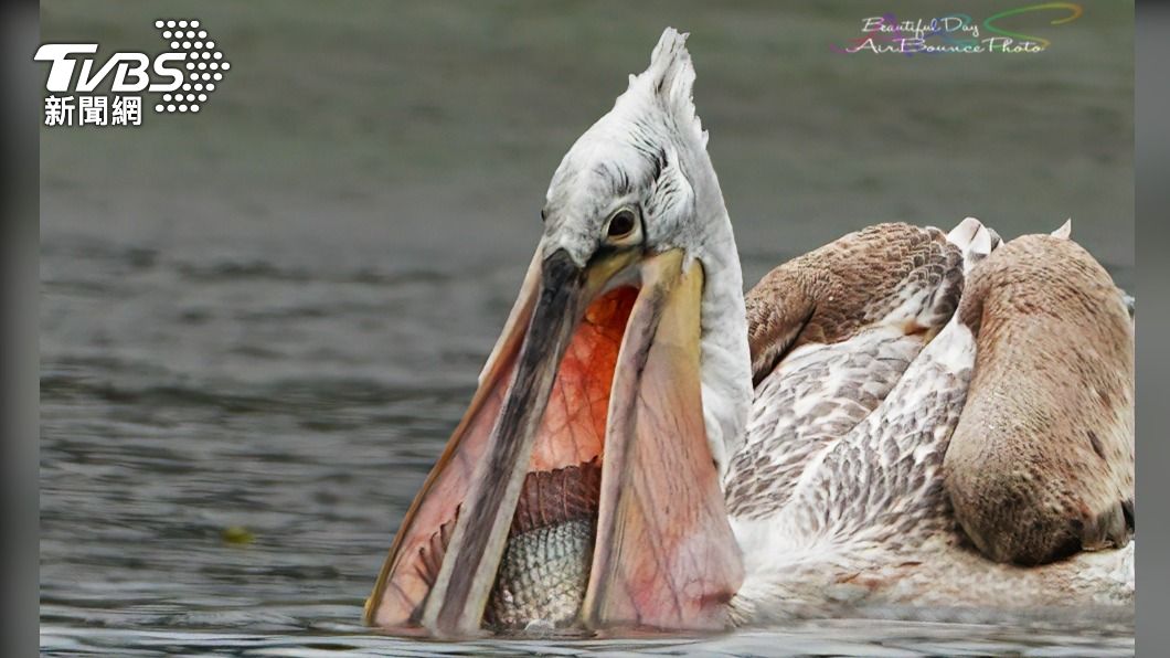 送子鳥來啦?卷羽鵜鶘現身板橋華江河濱公園