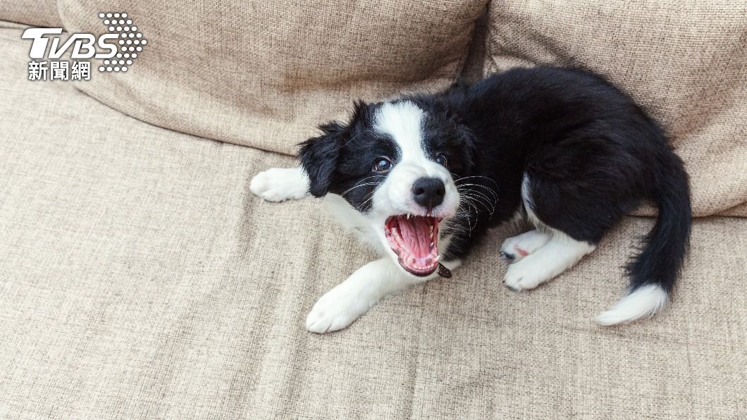 小型犬、幼年犬及雌犬更容易發出吠叫。（示意圖／Shutterstock達志影像）