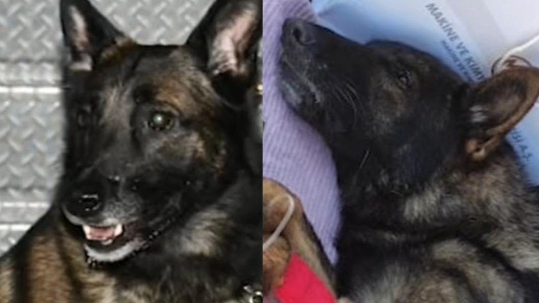任務結束!墨搜救犬Proteo救災土耳其殉職 最後身影曝