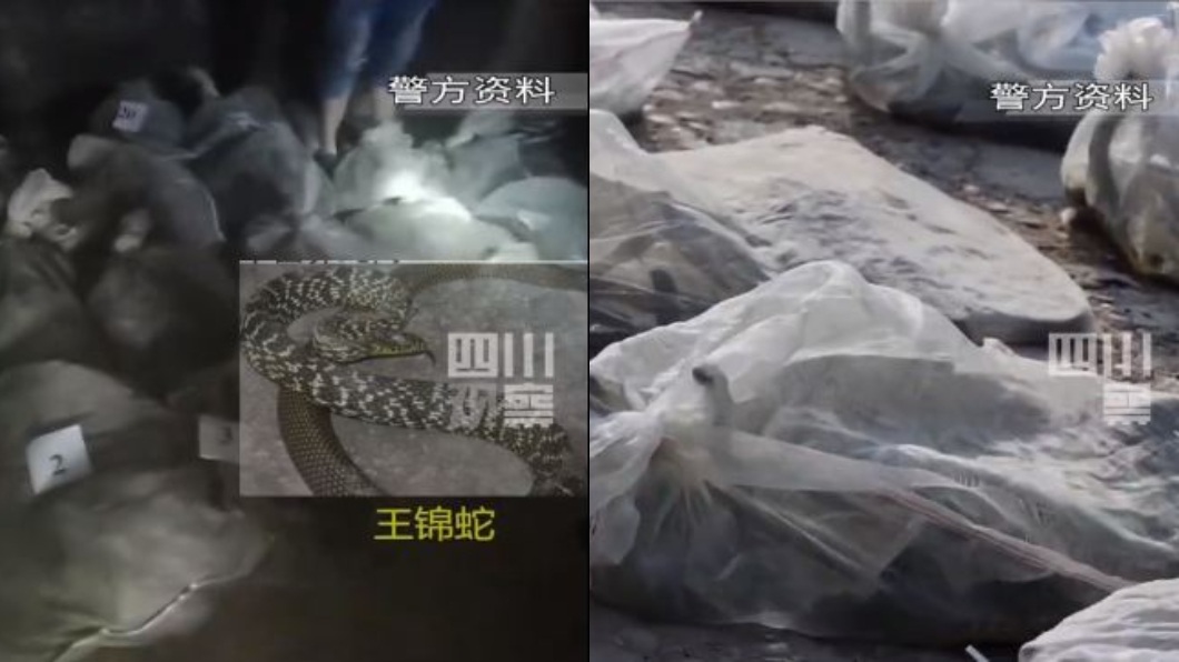 民宅半夜屢傳詭異聲響 警一看嚇破膽「千條毒蛇盤據」