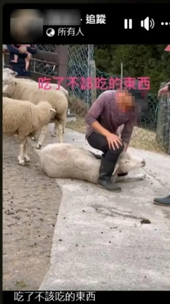 民眾PO出一段羊隻遭壓制的影片,引起網友討論「不當對待」。(圖/翻攝自記者新聞網)