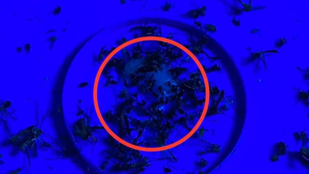 捕蚊燈中抹上一坨乳霜,就有助於狂吸蚊子。(圖/翻攝自爆廢公社臉書)