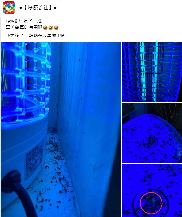 民眾用雪芙蘭+捕蚊燈,在冬天也電死一地蚊子。(圖/翻攝自爆廢公社臉書)