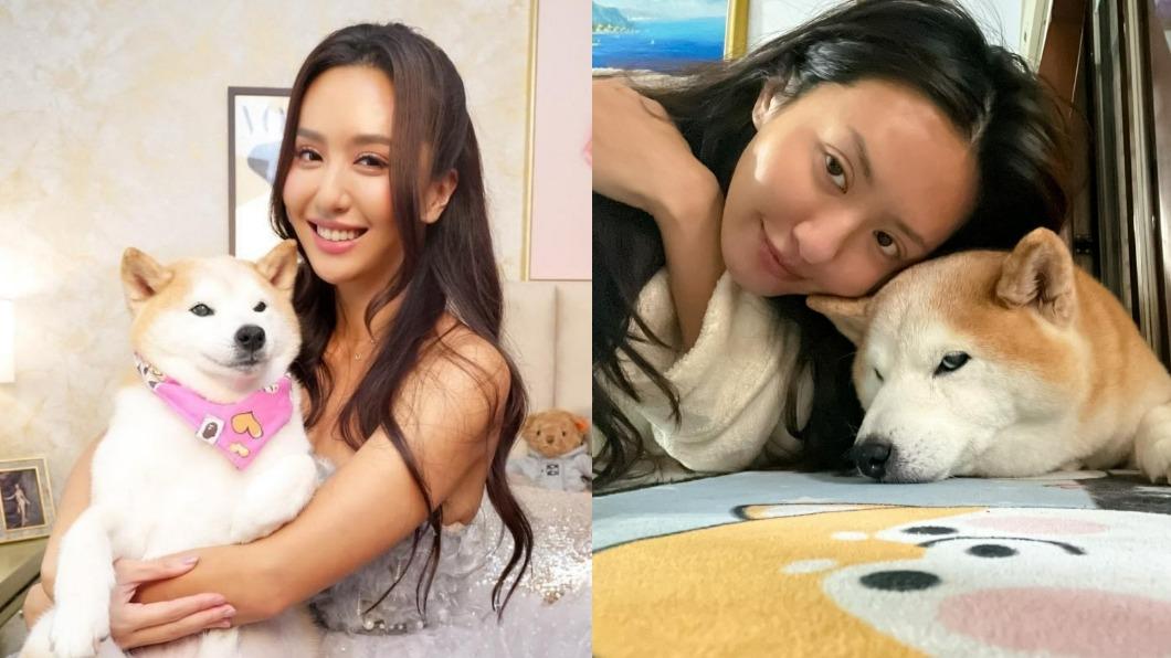 薔薔12歲愛犬嘔吐輸血「出現1心碎舉動」 她淚陪伴:決定不勉強