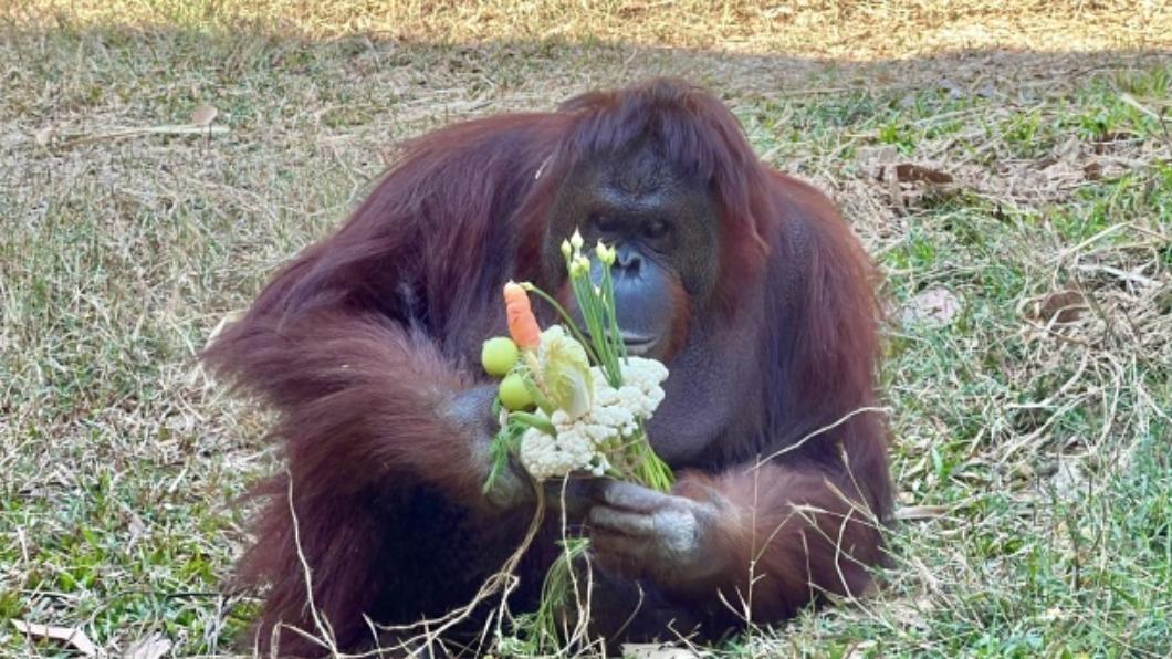 壽山動物園慶祝西洋情人節 特製浪漫蔬果花束加菜