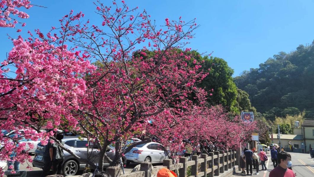 「最美派出所」花盛開！泰安櫻花季2/18開跑　交管一次看
