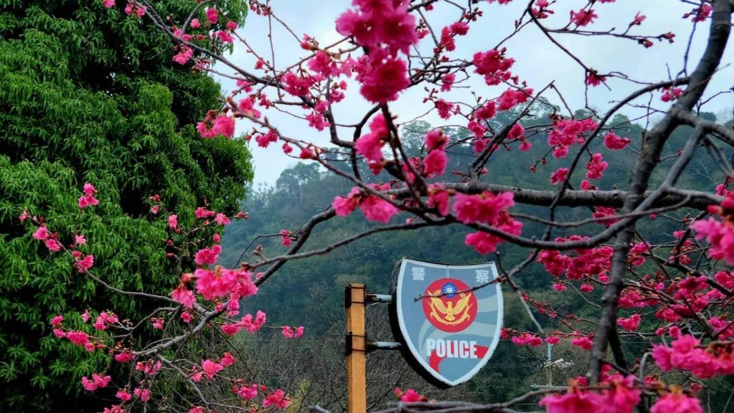 現場櫻花搭配日式警所風景優美。(圖/翻攝自大甲分局臉書)