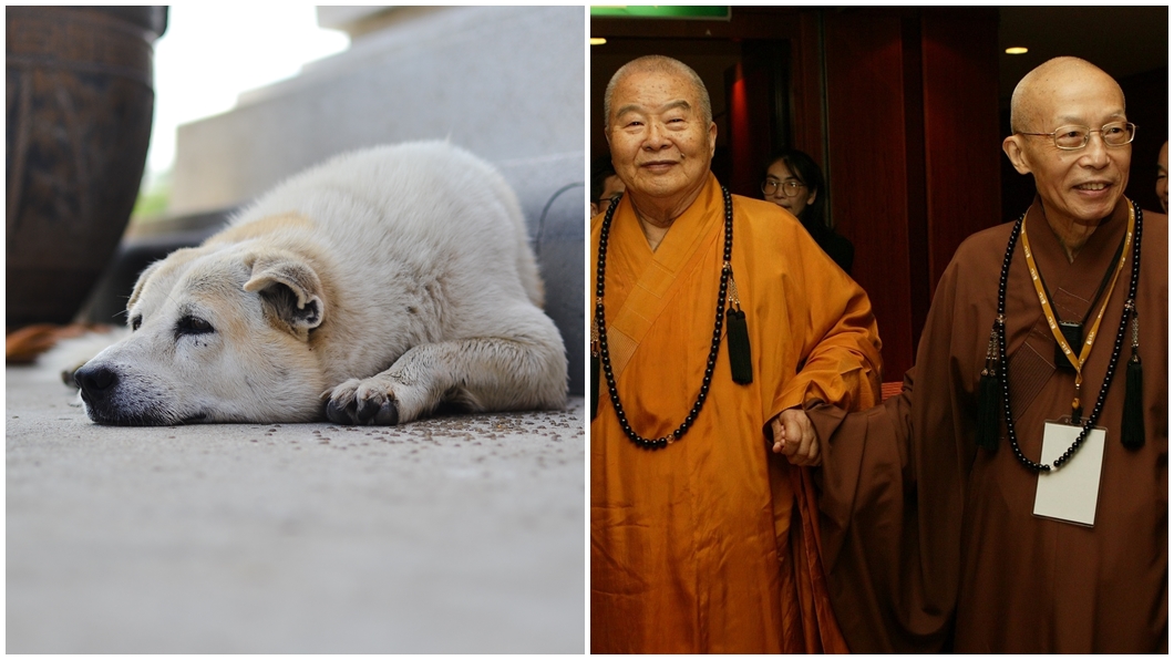 狗能燒出舍利子「關鍵原因」曝!聖嚴法師開示:人不一定有