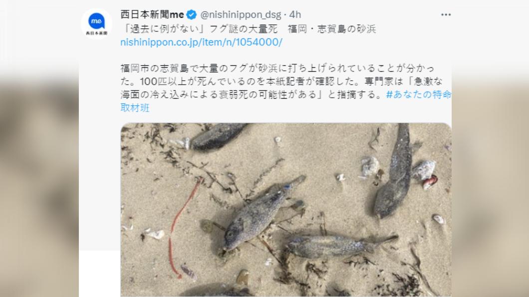 福岡海邊出現大量河豚遺骸。(圖/翻攝自推特)