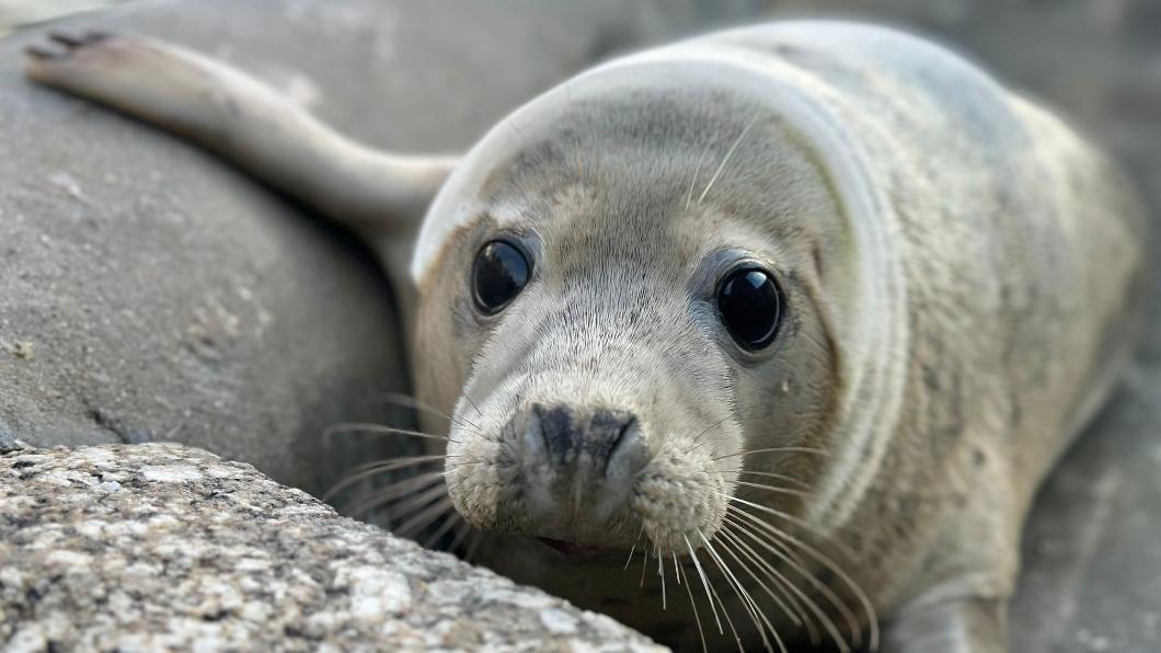 沒有罹患黑化症的小海豹，體色明顯比「甘草」要淺。（圖／翻攝自Cornish Seal Sanctuary臉書）