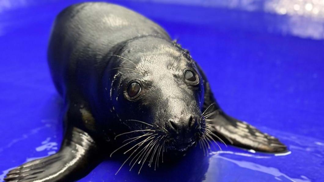 全身黑色的黑海豹十分罕見。（圖／翻攝自Cornish Seal Sanctuary臉書）
