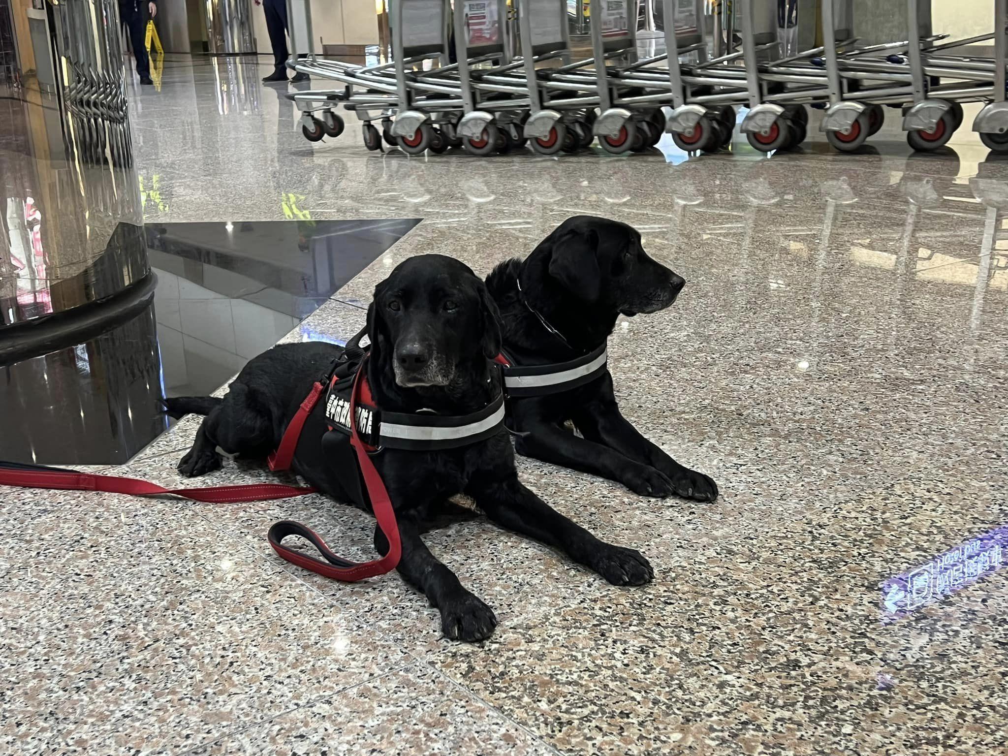 搜救犬乖巧待命。(圖/翻攝自消防署臉書)