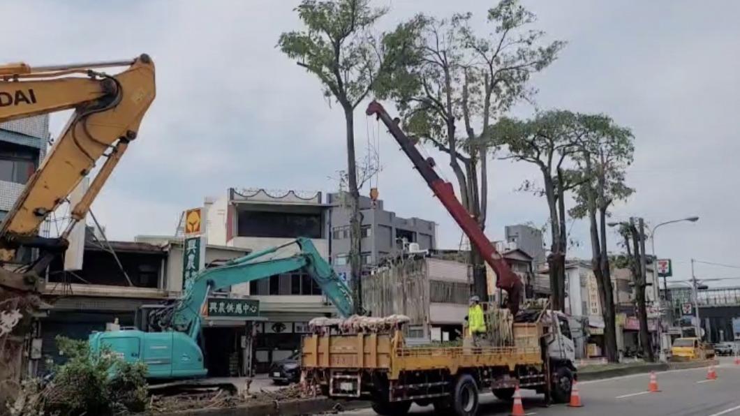 苗栗公館黑板樹引鳥群擾民多年　公路局移除解圍