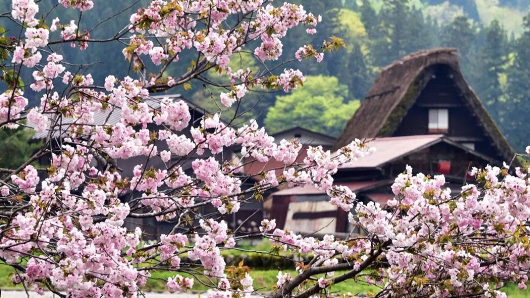 高山市與白川鄉也是人氣十足的賞櫻景點。(圖/Klook提供)