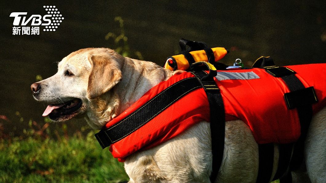 搜救犬不穿鞋才能穩定地移動跟保持平衡。(示意圖/shutterstock達志影像)