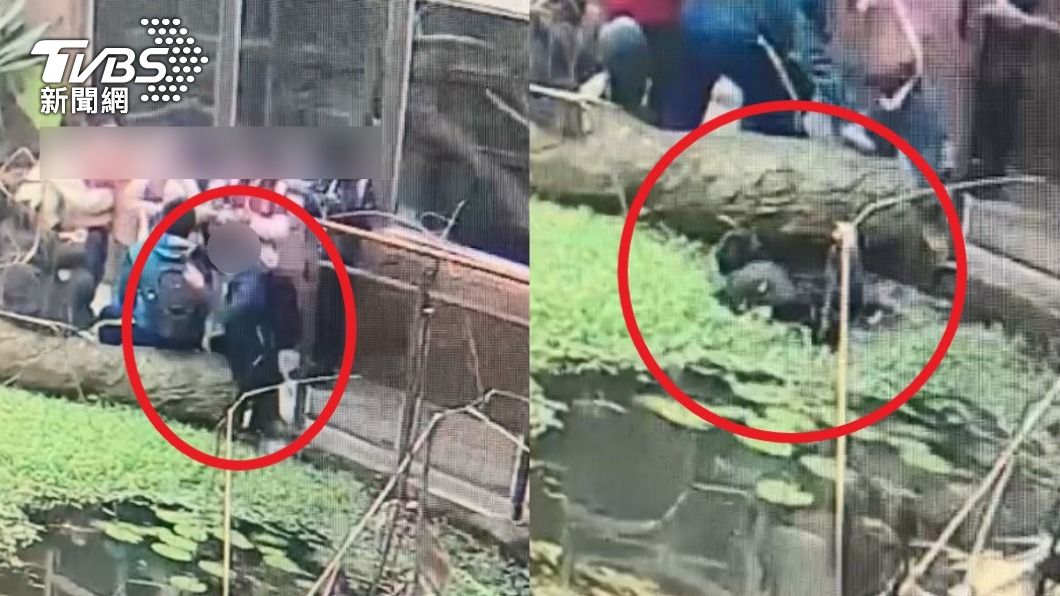 男童疑似邊滑手機,不慎踩空跌入水池。(圖/北市動物園提供)