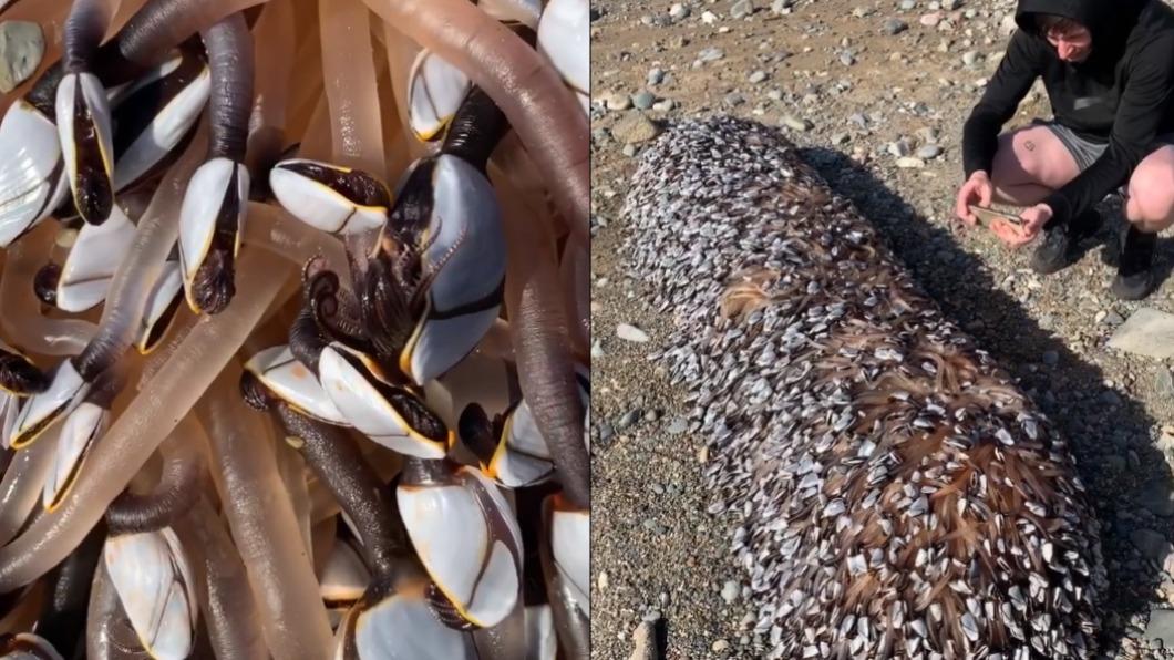 海灘赫見外星生物?「地獄海鮮」上千觸手張牙蠕動 驚人身價曝