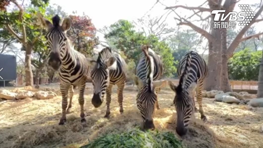 壽山動物園動物。(圖/高雄市觀光局提供)
