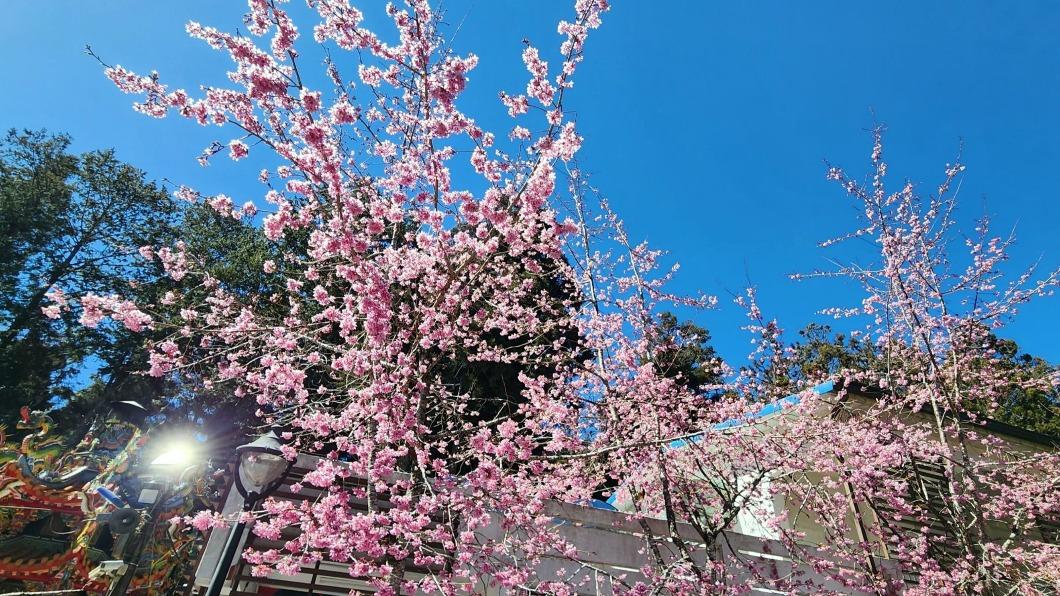 阿里山石棹櫻花3月盛開 夜櫻茶席迎賓