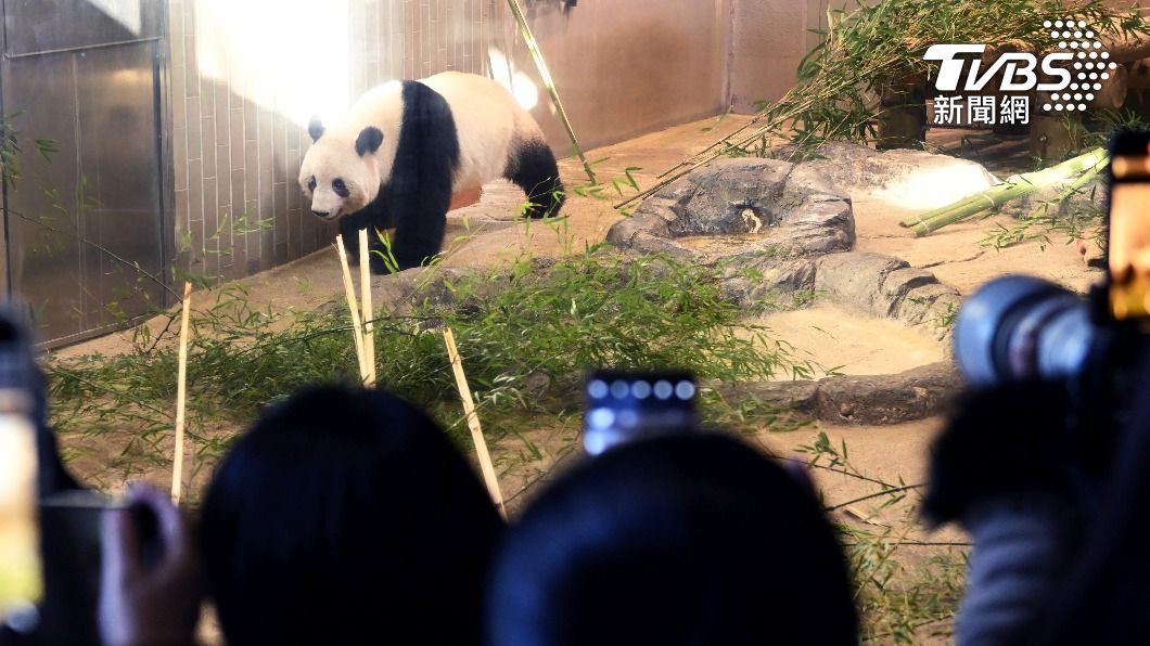 圓滾滾、呆萌的香香是上野動物園裡的明星貓熊,廣受民眾喜愛。(圖/達志影像美聯社)