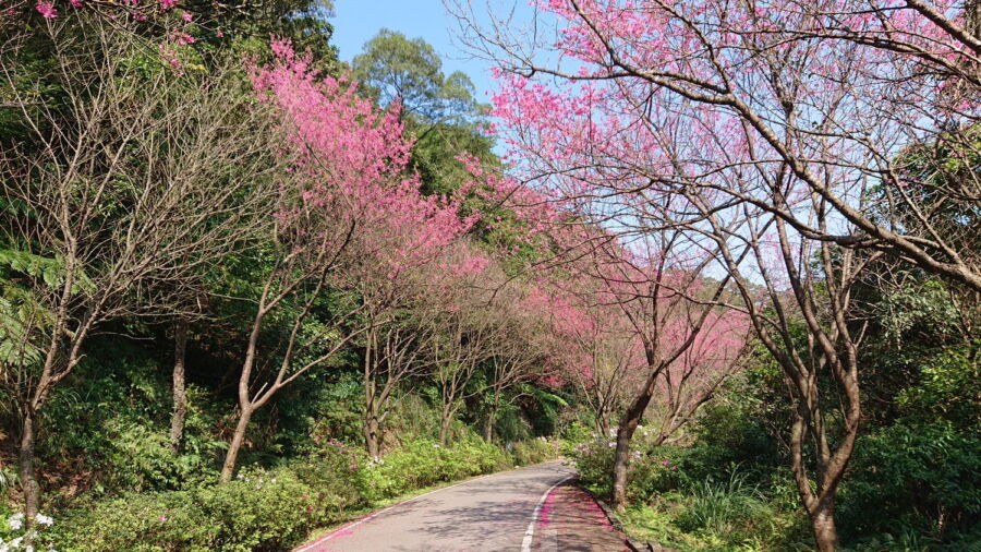 三芝區青山路沿路兩側種植山櫻花與八重櫻。（圖／新北市景觀處提供）