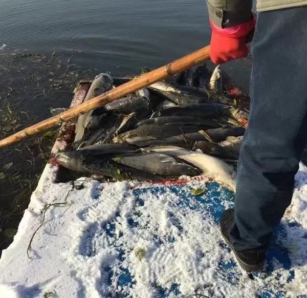 鯰魚全死透。(圖/翻攝自微博)
