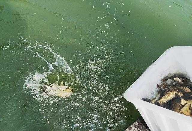 鯰魚屍體飄在河上。(圖/翻攝自微博)