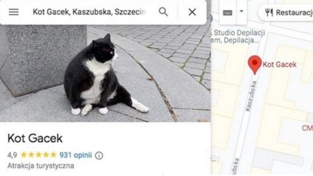 全球最萌Google地標！　波蘭胖貓成「5星打卡景點」