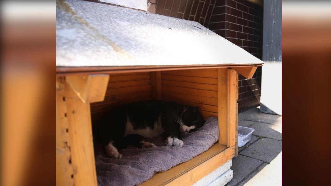 貓咪Gacek平時住在街上的一個小屋子裡。（圖／翻攝自@PKpotato推特）