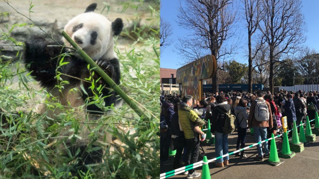 貓熊香香將返陸！今最後一次公開亮相　日民眾不捨淚別