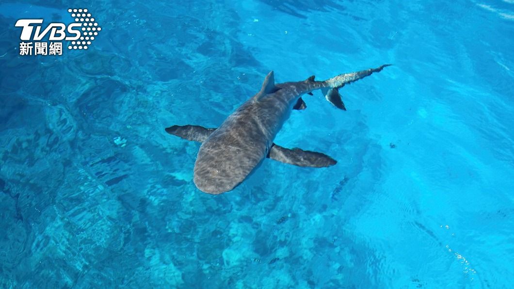 新喀里多尼亞在近三週以來,已經發生了3起鯊魚襲人事件。(示意圖/shutterstock達志影像))