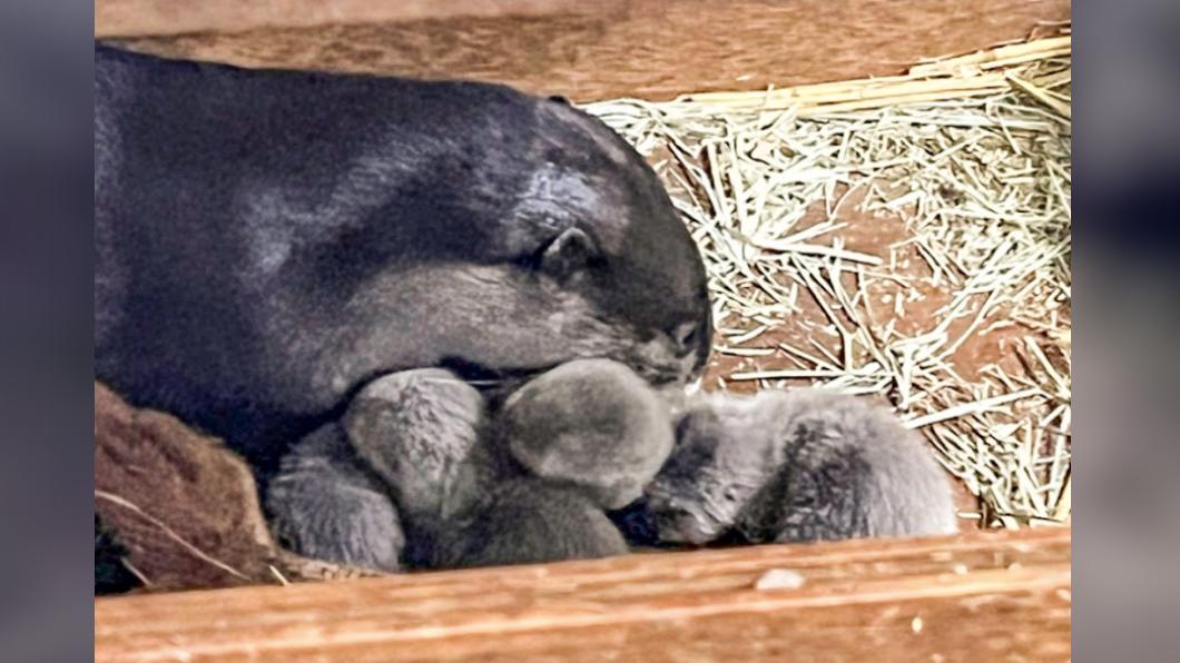 水獺生四胞胎模樣超可愛。(圖/臺北市立動物園提供)