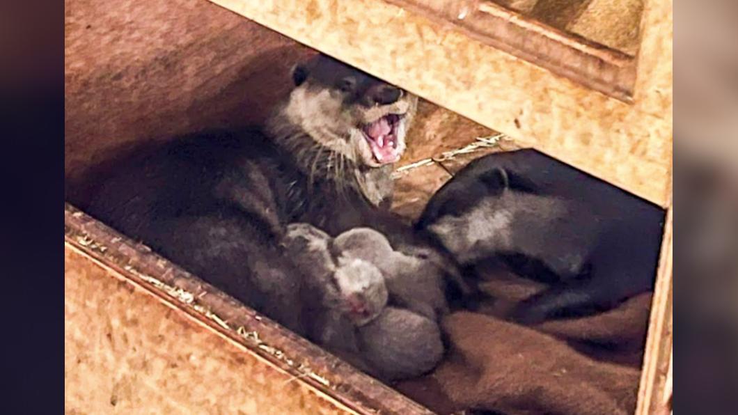 水獺寶寶有可愛外型嬌小身體。(圖/臺北市立動物園提供)