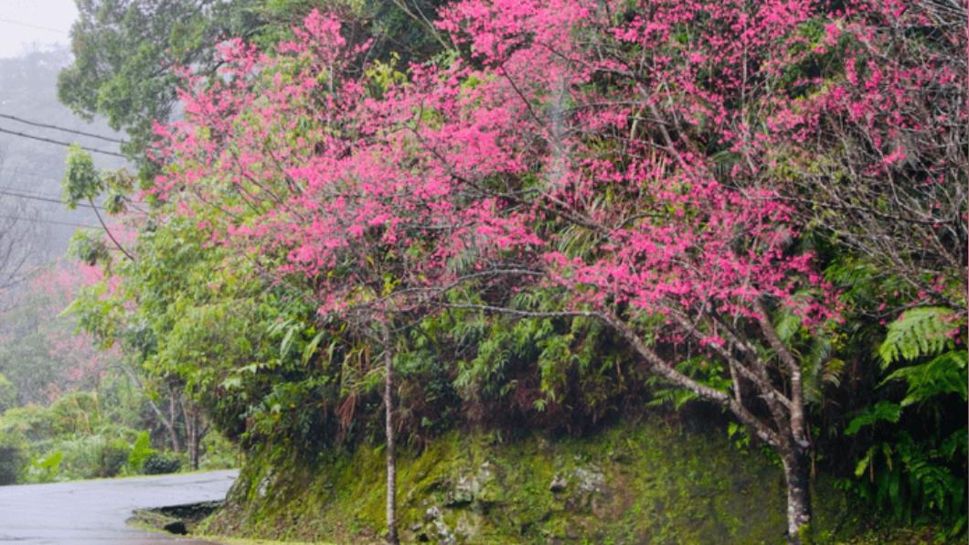 二格道路、北47線及47-1線沿途也可看到櫻花樹。（圖／新北市景觀處提供）