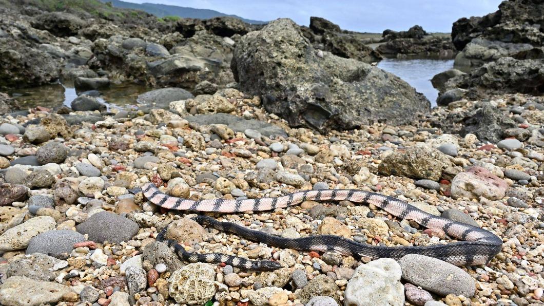 罕見海蛇擱淺恆春半島 蛇類專家:安平港曾「堆積如山」