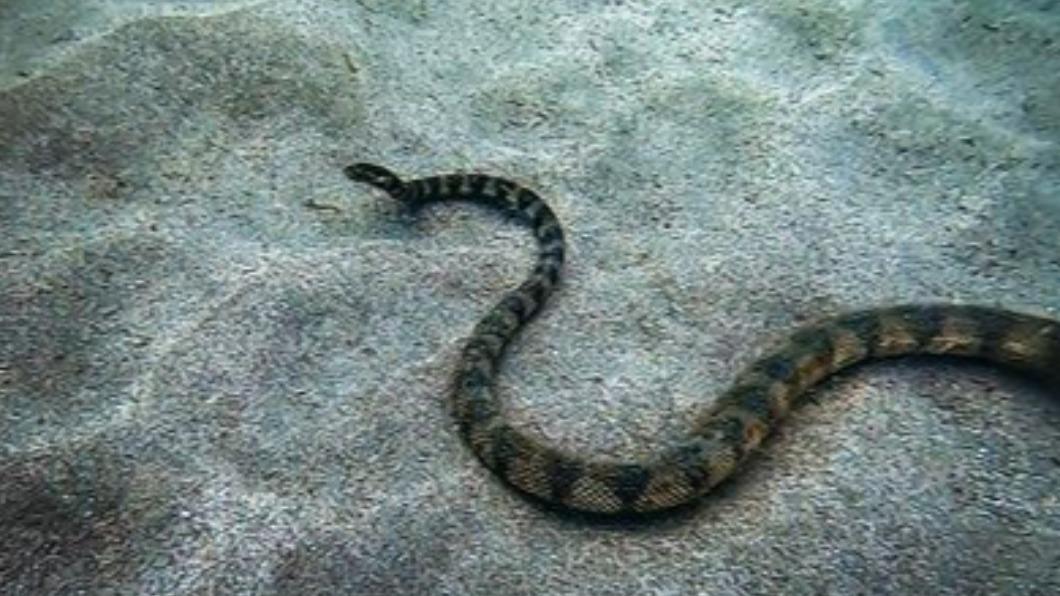 青環海蛇。（圖／翻攝自臺灣爬行類動物保育協會 Reptile Conservation Association of Taiwan臉書）