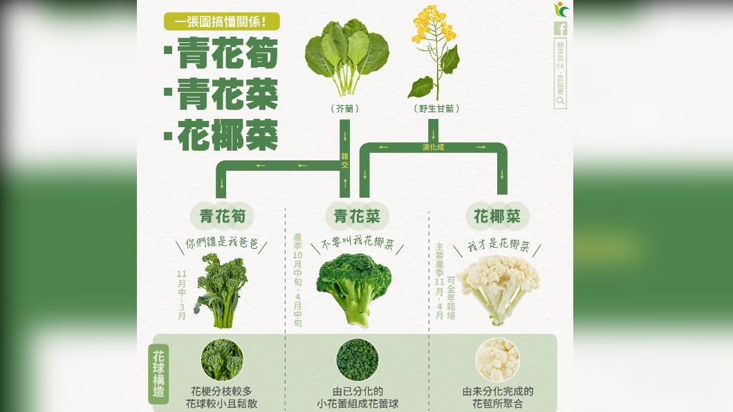 搞懂青花筍、青花菜、花椰菜區別。(圖/翻攝自鮮享農YA - 農糧署 FB)