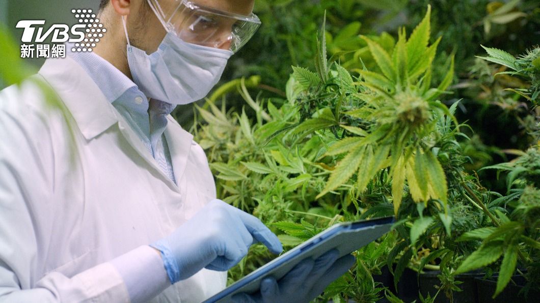 全球最嗨工作?德藥商招募「大麻測試員」 年薪321萬