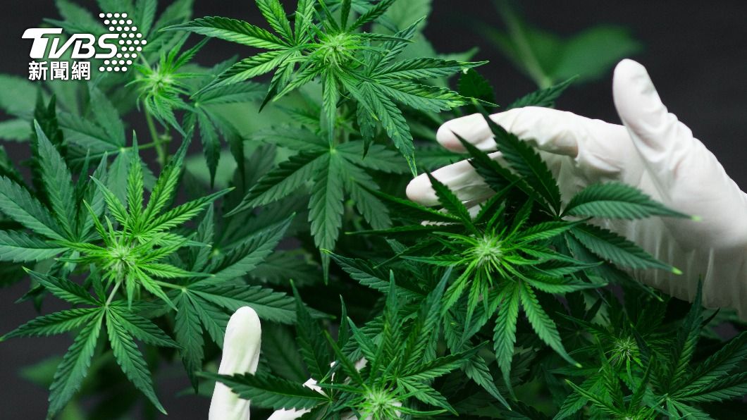 求職者需是在德國擁有合法執照,能夠使用大麻的人,工作內容包含聞、感覺、使用大麻。(示意圖/shutterstock 達志影像)