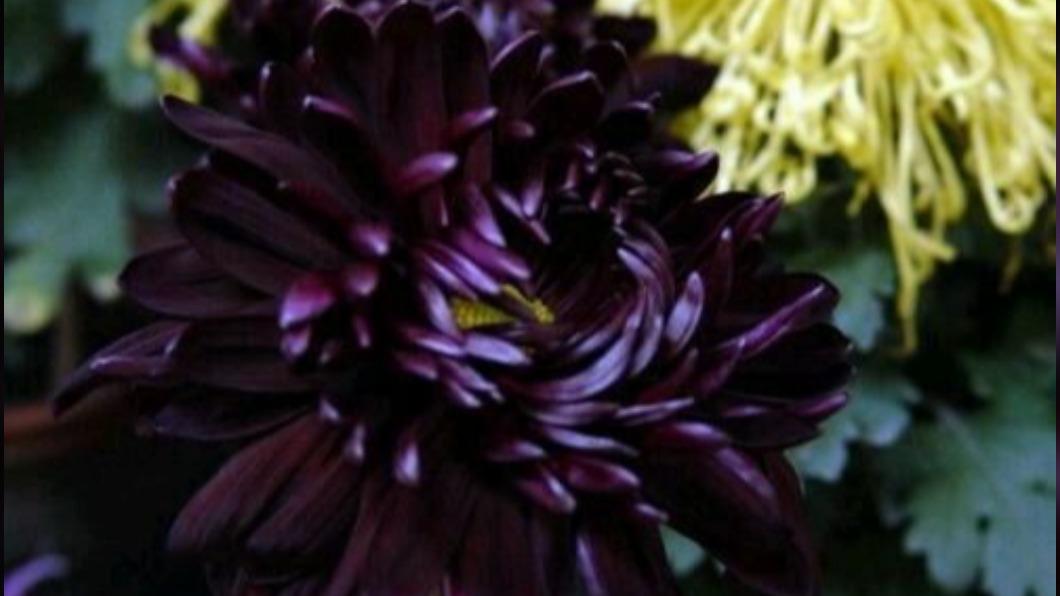 陳沂找出黑菊花,又名烏龍葵,屬菊科(圖/翻攝百度)