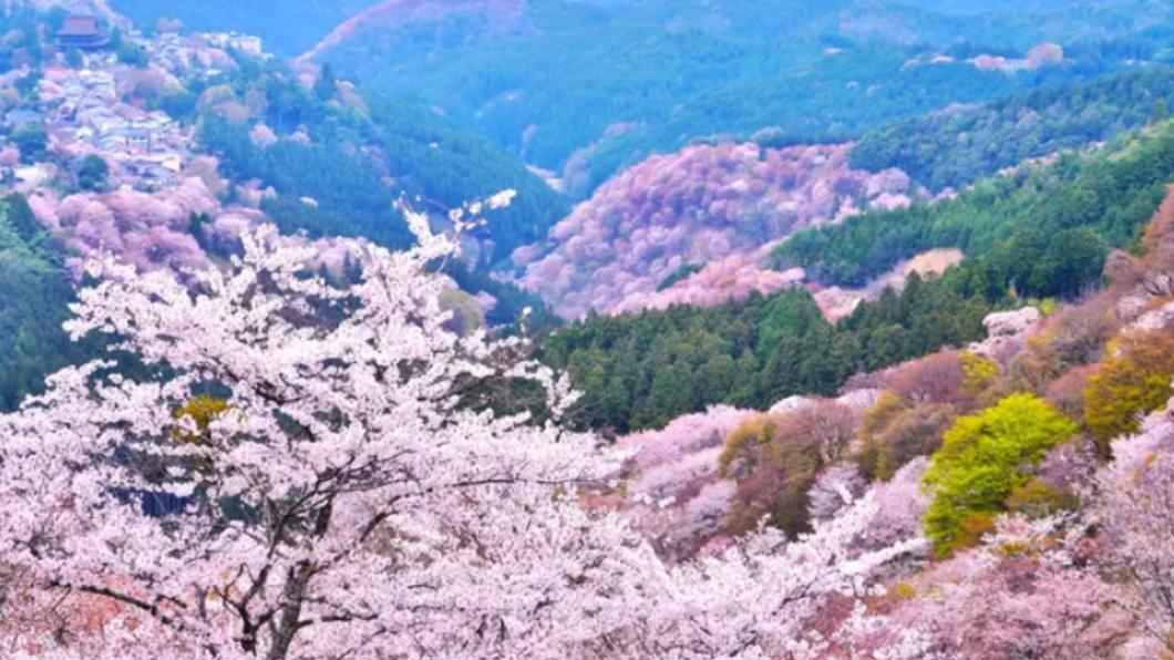 日本第一賞櫻名勝「吉野山」。（圖／翻攝自Klook）