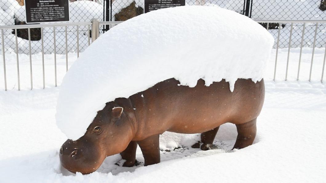 日本遇大雪!動物園竟出現「河馬握壽司」 網笑:不冷嗎?