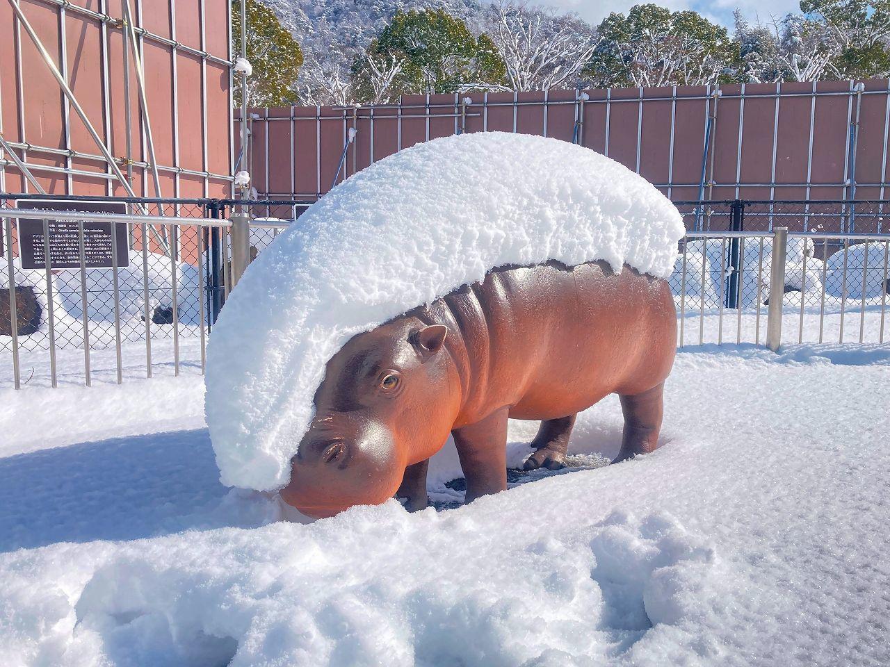 網友笑稱「看起來像河馬握壽司。(圖/翻攝自asa_zoo推特)