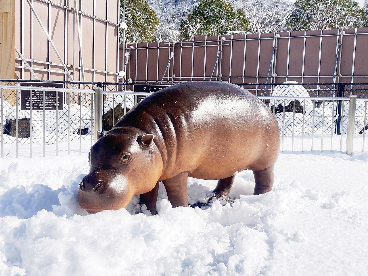 河馬上的積雪在傍晚時就完全融化。(圖/翻攝自asa_zoo推特)