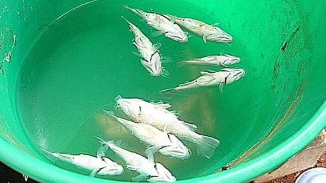 含18日在內,過去30年拉卡馬努已4次「天落活魚」。(圖/翻攝自《每日郵報》)