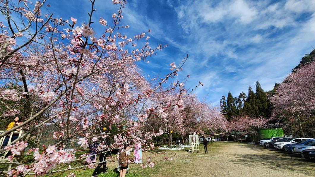 桃園復興鄉拉拉山櫻花盛開。(圖/翻攝自「拉拉山恩愛農場」臉書)