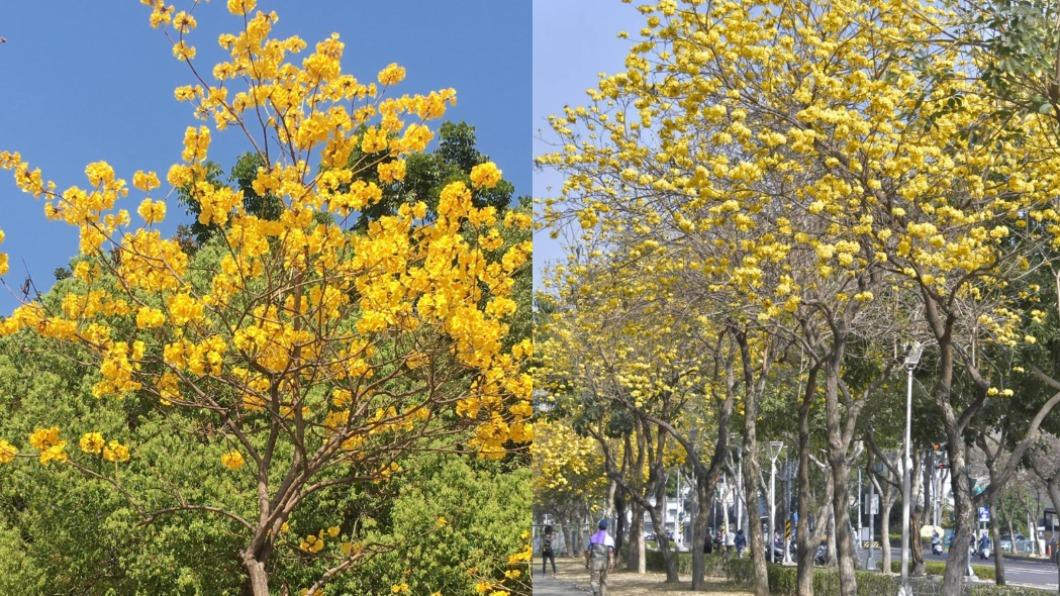 趕快去打卡!高雄黃金風鈴木超美 整片花海吸民眾搶拍